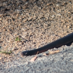 Pseudechis porphyriacus at Albury - 24 Sep 2023 04:31 PM