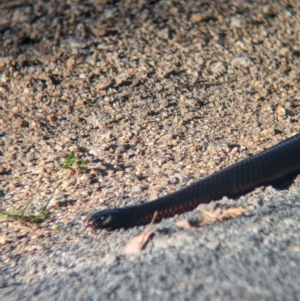 Pseudechis porphyriacus at Albury - 24 Sep 2023 04:31 PM