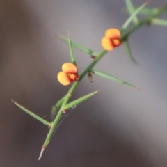 Daviesia ulicifolia subsp. ulicifolia (Gorse Bitter-pea) at Broulee Moruya Nature Observation Area - 25 Sep 2023 by LisaH