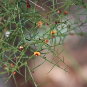 Daviesia ulicifolia subsp. ulicifolia at Broulee Moruya Nature Observation Area - suppressed