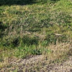 Pseudonaja textilis (Eastern Brown Snake) at Wonga Wetlands - 24 Sep 2023 by Darcy