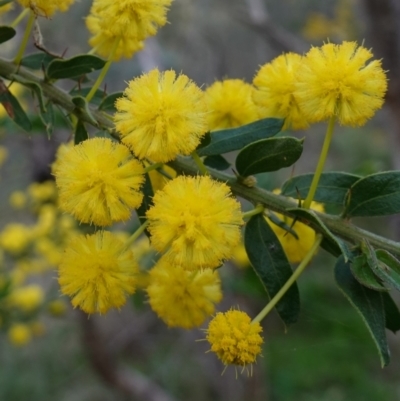 Acacia paradoxa (Kangaroo Thorn) at Nail Can Hill - 18 Sep 2023 by RobG1