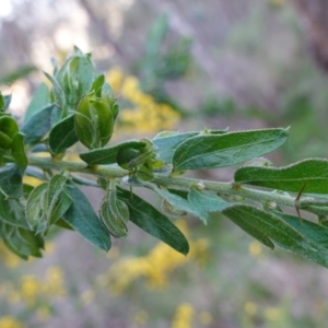 Acacia paradoxa at Albury, NSW - 18 Sep 2023