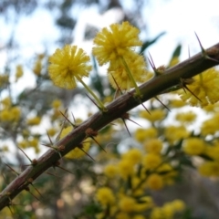 Acacia paradoxa at Albury, NSW - 18 Sep 2023