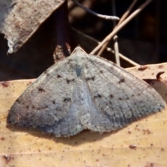 Taxeotis reserata (A Geometer moth) at Moruya, NSW - 25 Sep 2023 by LisaH