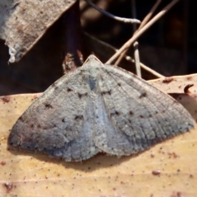 Taxeotis reserata (A Geometer moth) at Moruya, NSW - 25 Sep 2023 by LisaH