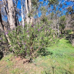 Solanum linearifolium (Kangaroo Apple) at Mount Majura - 24 Sep 2023 by abread111