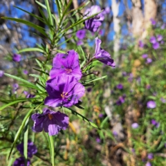 Solanum linearifolium at Majura, ACT - 24 Sep 2023 03:20 PM