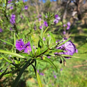 Solanum linearifolium at Majura, ACT - 24 Sep 2023