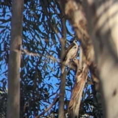 Entomyzon cyanotis (Blue-faced Honeyeater) at Splitters Creek, NSW - 24 Sep 2023 by Darcy