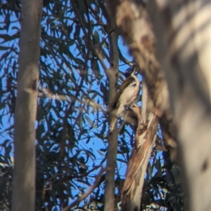 Entomyzon cyanotis at Splitters Creek, NSW - 24 Sep 2023 04:43 PM