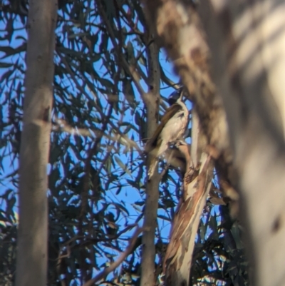 Entomyzon cyanotis (Blue-faced Honeyeater) at Albury - 24 Sep 2023 by Darcy