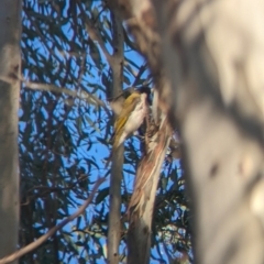 Entomyzon cyanotis at Splitters Creek, NSW - 24 Sep 2023 04:43 PM