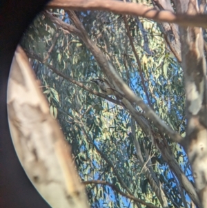 Entomyzon cyanotis at Splitters Creek, NSW - 24 Sep 2023 04:43 PM