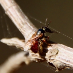 Exoneura sp. (genus) (A reed bee) at Broulee Moruya Nature Observation Area - 25 Sep 2023 by LisaH