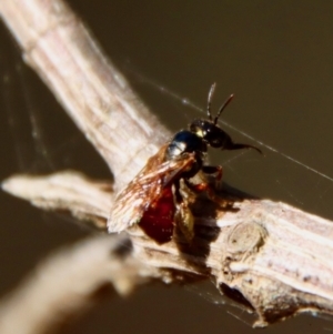 Exoneura sp. (genus) at Moruya, NSW - suppressed