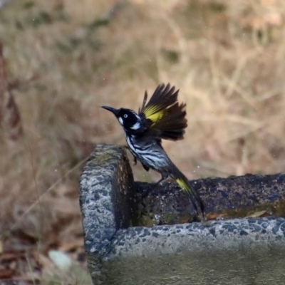 Phylidonyris novaehollandiae (New Holland Honeyeater) at Broulee Moruya Nature Observation Area - 25 Sep 2023 by LisaH
