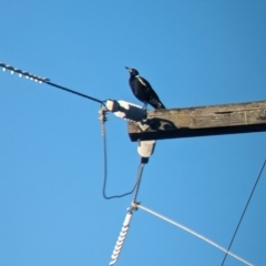 Gymnorhina tibicen (Australian Magpie) at Splitters Creek, NSW - 24 Sep 2023 by Darcy