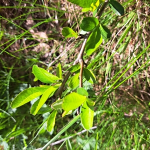 Pyracantha fortuneana at Majura, ACT - 24 Sep 2023 02:53 PM