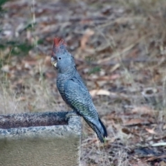 Callocephalon fimbriatum (Gang-gang Cockatoo) at Broulee Moruya Nature Observation Area - 25 Sep 2023 by LisaH