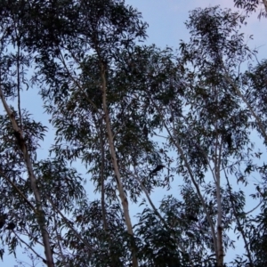 Callocephalon fimbriatum at Moruya, NSW - 25 Sep 2023