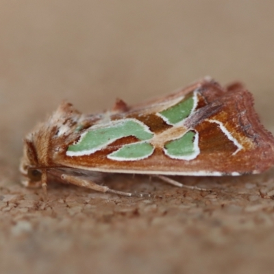 Cosmodes elegans (Green Blotched Moth) at Moruya, NSW - 25 Sep 2023 by LisaH