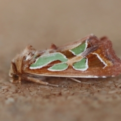 Cosmodes elegans (Green Blotched Moth) at Moruya, NSW - 25 Sep 2023 by LisaH