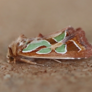 Cosmodes elegans (Green Blotched Moth) at suppressed by LisaH