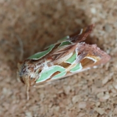 Cosmodes elegans at Moruya, NSW - suppressed