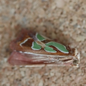 Cosmodes elegans at Moruya, NSW - suppressed