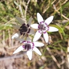 Wurmbea dioica subsp. dioica (Early Nancy) at Mount Majura - 24 Sep 2023 by abread111