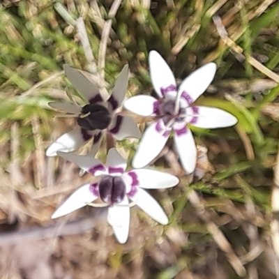 Wurmbea dioica subsp. dioica (Early Nancy) at Mount Majura - 24 Sep 2023 by abread111