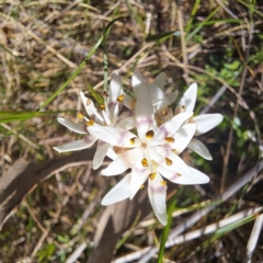 Wurmbea dioica subsp. dioica at Majura, ACT - 24 Sep 2023 02:51 PM