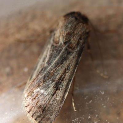 Unidentified Noctuoid moth (except Arctiinae) at Moruya, NSW - 25 Sep 2023 by LisaH