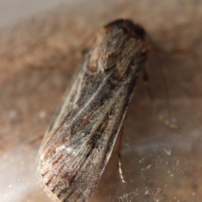 Agrotis munda at Moruya, NSW - 25 Sep 2023 by LisaH