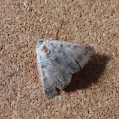 Unidentified Noctuoid moth (except Arctiinae) at Moruya, NSW - 25 Sep 2023 by LisaH