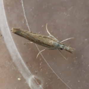 Unidentified Moth (Lepidoptera) at suppressed by LisaH
