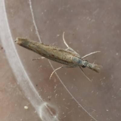 Unidentified Pyralid or Snout Moth (Pyralidae & Crambidae) at Moruya, NSW - 25 Sep 2023 by LisaH