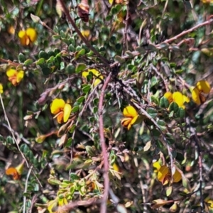 Bossiaea buxifolia at Majura, ACT - 24 Sep 2023 02:40 PM