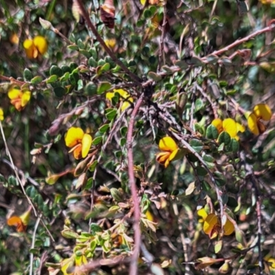 Bossiaea buxifolia (Matted Bossiaea) at Mount Majura - 24 Sep 2023 by abread111