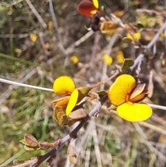 Bossiaea buxifolia at Majura, ACT - 24 Sep 2023 02:40 PM