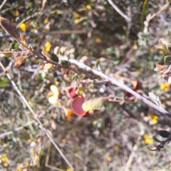 Bossiaea buxifolia at Majura, ACT - 24 Sep 2023 02:40 PM