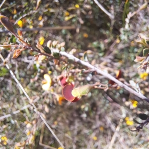 Bossiaea buxifolia at Majura, ACT - 24 Sep 2023