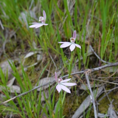 Caladenia carnea (Pink Fingers) at Albury - 18 Sep 2023 by RobG1