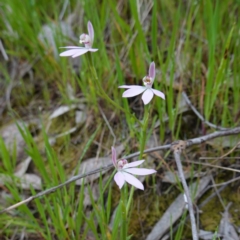 Caladenia carnea (Pink Fingers) at Nail Can Hill - 18 Sep 2023 by RobG1