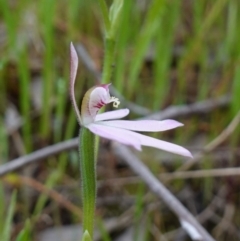 Caladenia carnea at Albury, NSW - suppressed