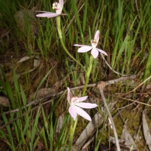 Caladenia carnea at Albury, NSW - suppressed