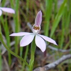 Caladenia carnea at Albury, NSW - 18 Sep 2023