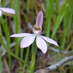 Caladenia carnea at Albury, NSW - suppressed