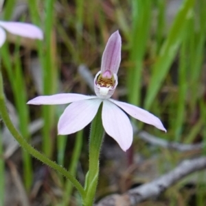 Caladenia carnea at Albury, NSW - suppressed